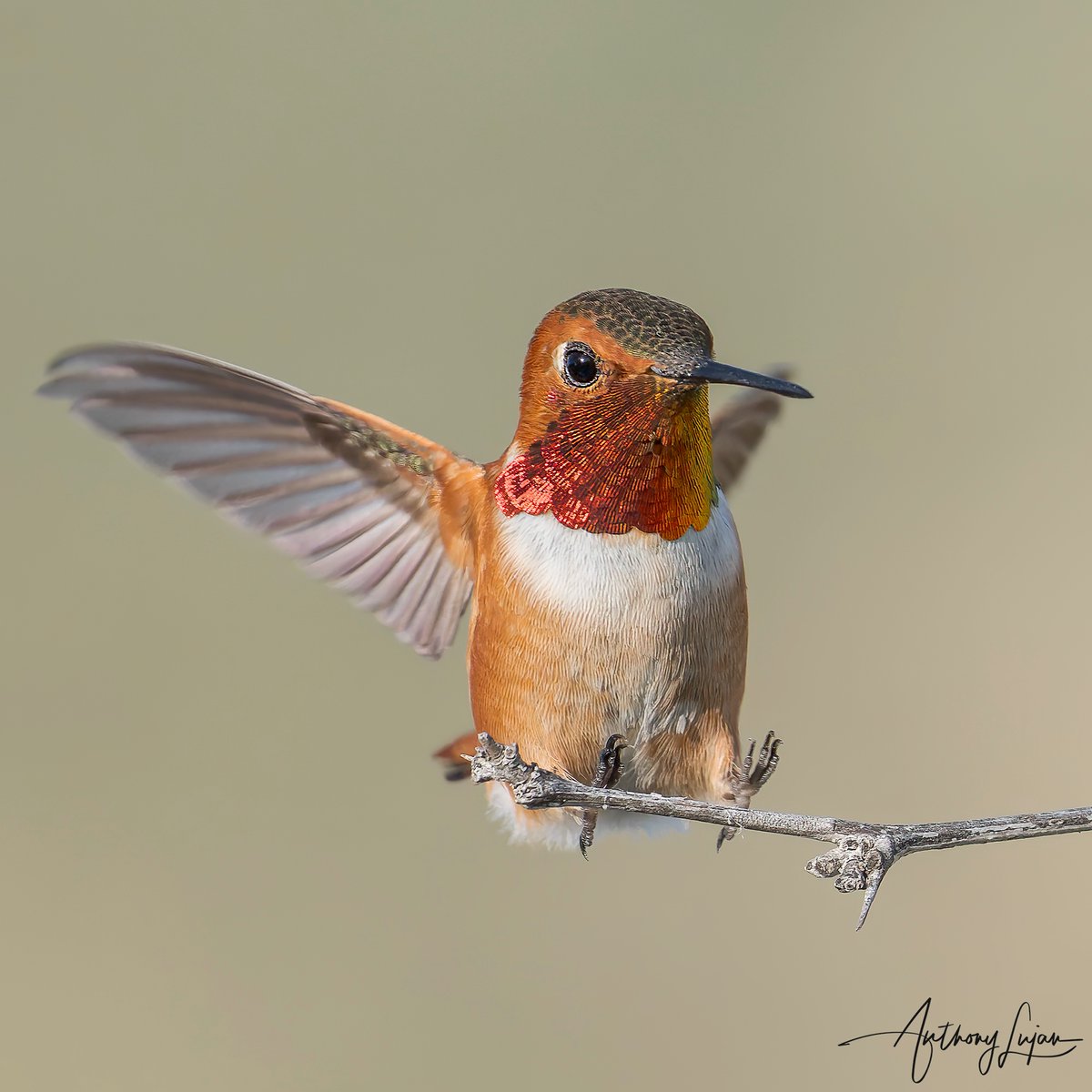 Sticking the landing! Rufous Hummingbird Selasphorus rufus IUCN status - NEAR THREATENED Sony A1 - Sony 600mm #rufousshummingbird #hummingbird #colibrí #beijaflor #picaflor #Trochilidae #hummingbirds #Sonya1 #sony600mmf4 #sony600mm #sony600mmf4gmasterprimelens #californiahu...