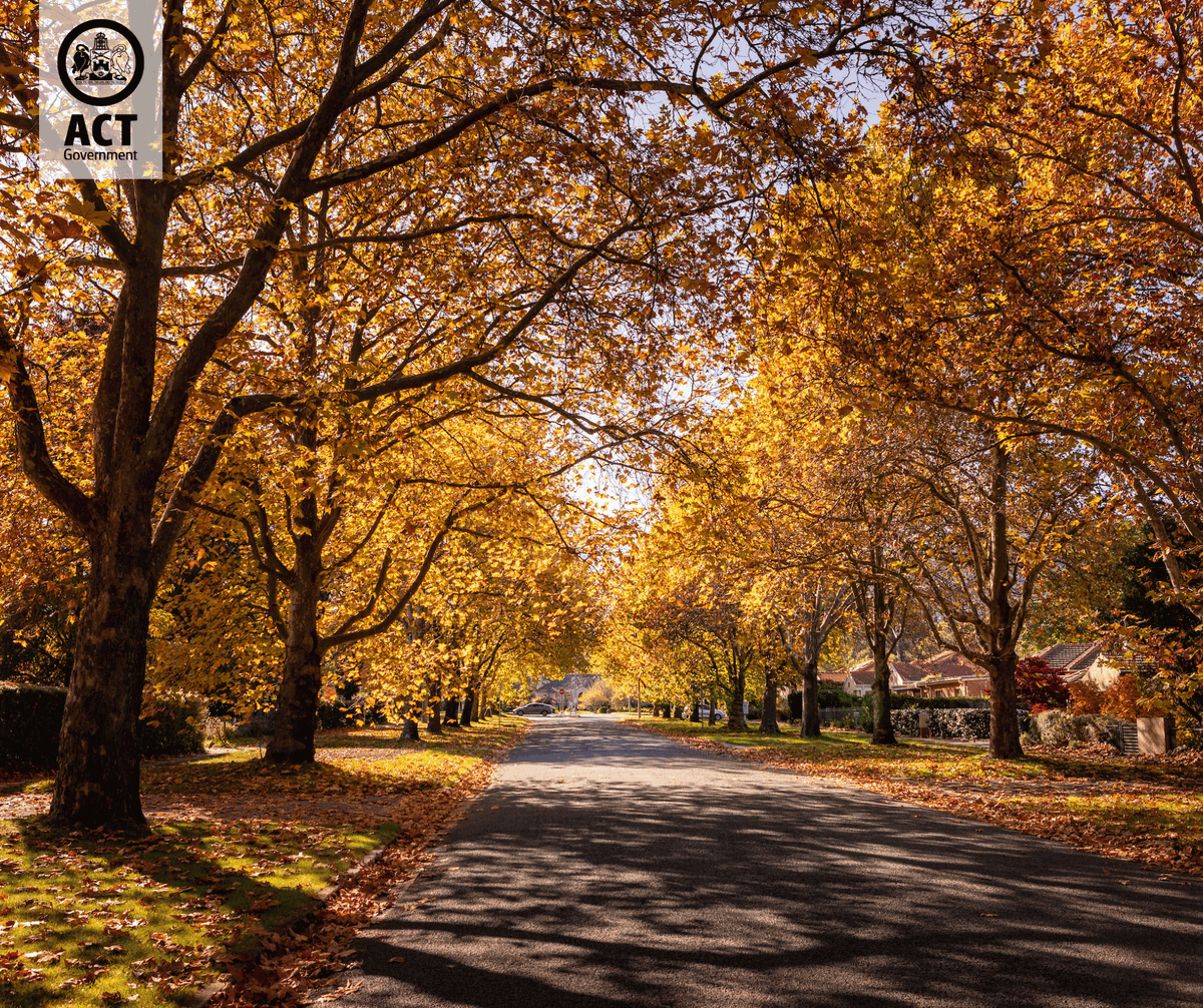 Now is the perfect time to go for a stroll and enjoy the kaleidoscope of Canberra’s autumn leaves. 🍁 Now sure where to go? We’ve got you! Our autumn leaves map has the best spots to go to enjoy Canberra’s leafy streetscapes. 📍 Find out more here: bit.ly/3TR212s