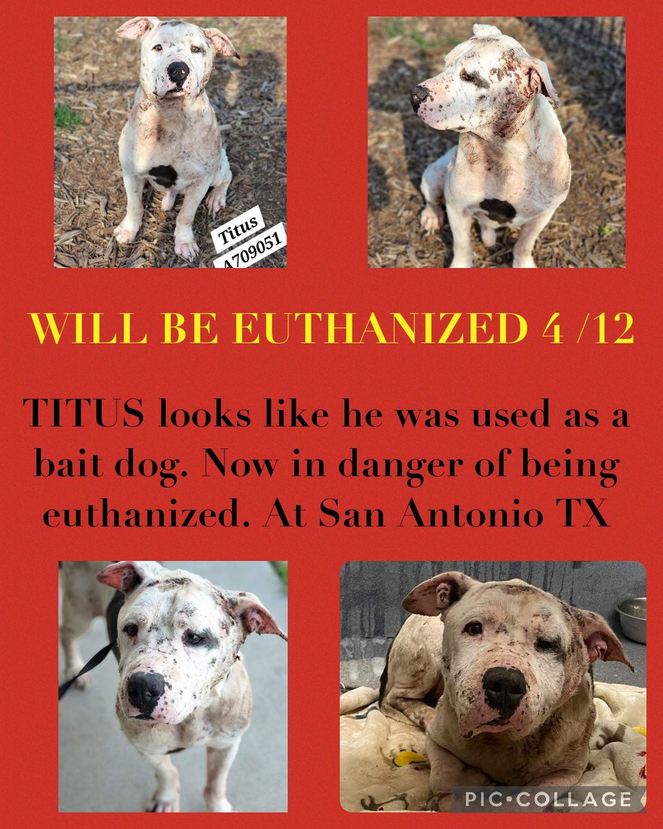 TITUS looks like he was used as a bait dog. Now on danger of being euthanized. At San Antonio TX 

#A709051
M

Individual Link with current status: 24Petconnect.com/DetailsMain/SA…

#PLEDGE #pups #rescue #adopt  #dogs #deathrowdogs #pitbull   #deathrow  #codered 
#dogsofInstagram #pledge