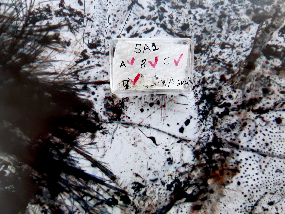 Eemu Ranta (@eemuranta) on Twitter photo A box containing four 0.5 cm -size polished rock sections on top of a microscope image of a part of one of them.
Small black dots are fluid inclusions in quartz (less than 0.05 mm in size) – now blown up and analyzed by laser ICP-MS <a href="/RWTH/">RWTH Aachen</a> Aachen. #ThickSectionThursday A box containing four 0.5 cm -size polished rock sections on top of a microscope image of a part of one of them.
Small black dots are fluid inclusions in quartz (less than 0.05 mm in size) – now blown up and analyzed by laser ICP-MS <a href="/RWTH/">RWTH Aachen</a> Aachen. #ThickSectionThursday