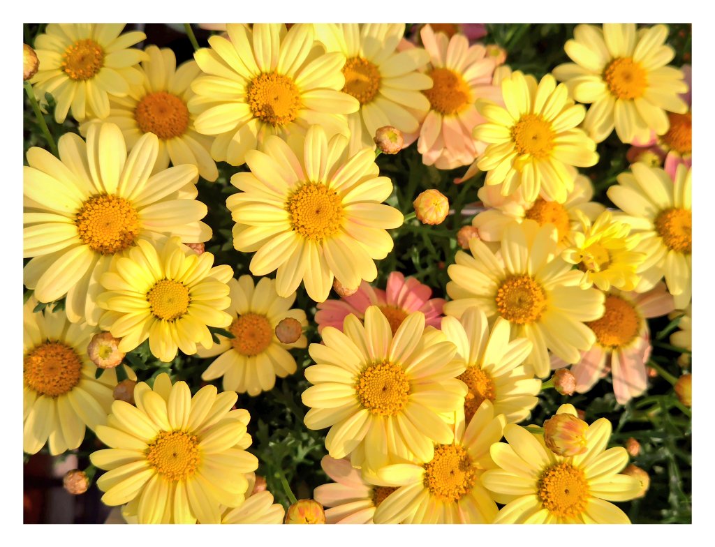 ☆おはようございます
☆4月12日
☆金曜日
#写真好きな人と繫がりたい 
#写真撮ってる人と繫がりたい 
#写真で伝える私の世界 
☆花が好き
#花が好きな人と繋がりたい 
#TLを花でいっぱいにしよう 
#キリトリノセカイ
