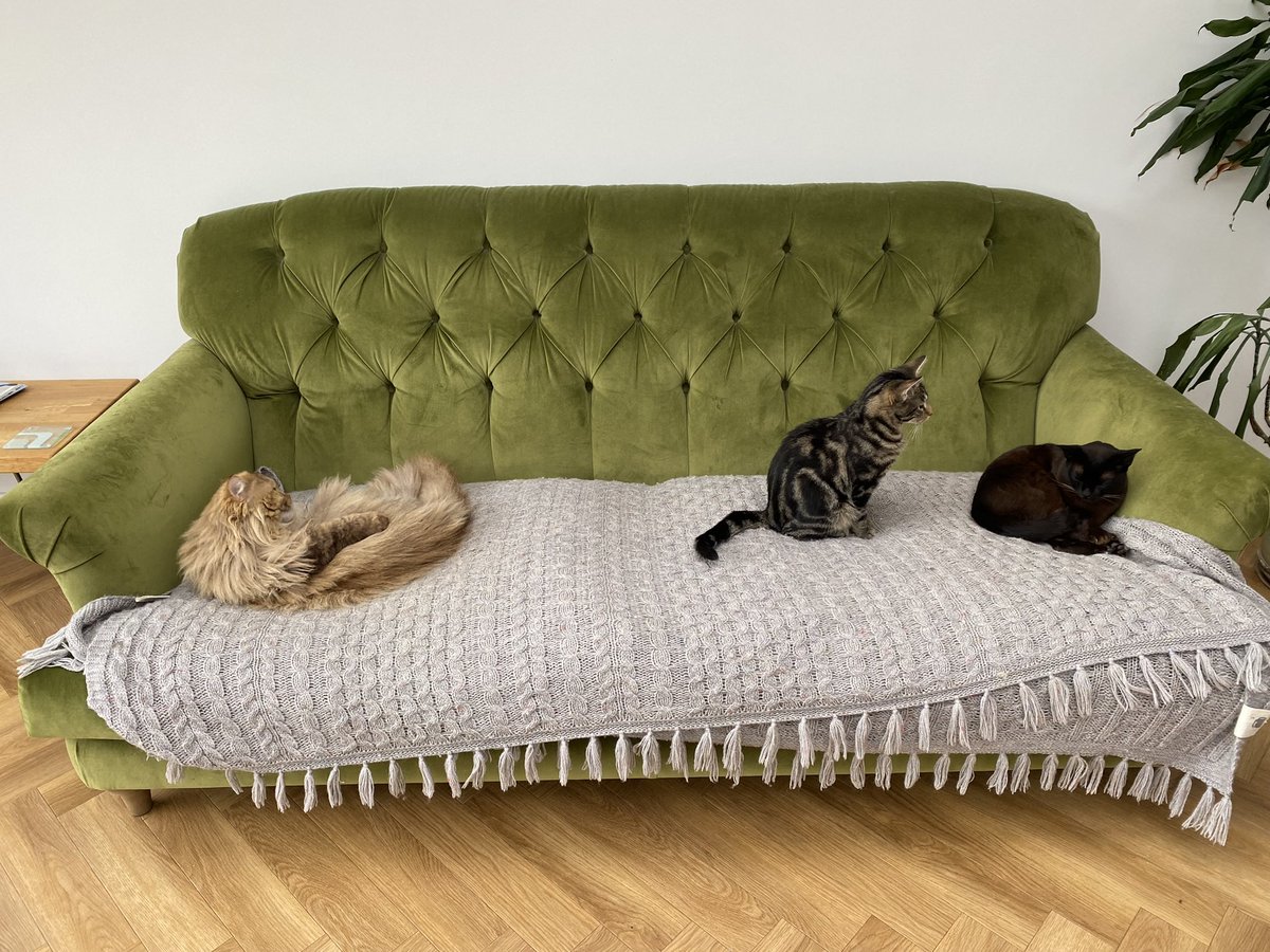 Happy #NationalPetDay2024 introducing Pippin, Frodo and Merry. Still trying to persuade Jay I need a Samwise to complete the hobbit-cat set 😊 #CatsOfTwitter #CatsOnX