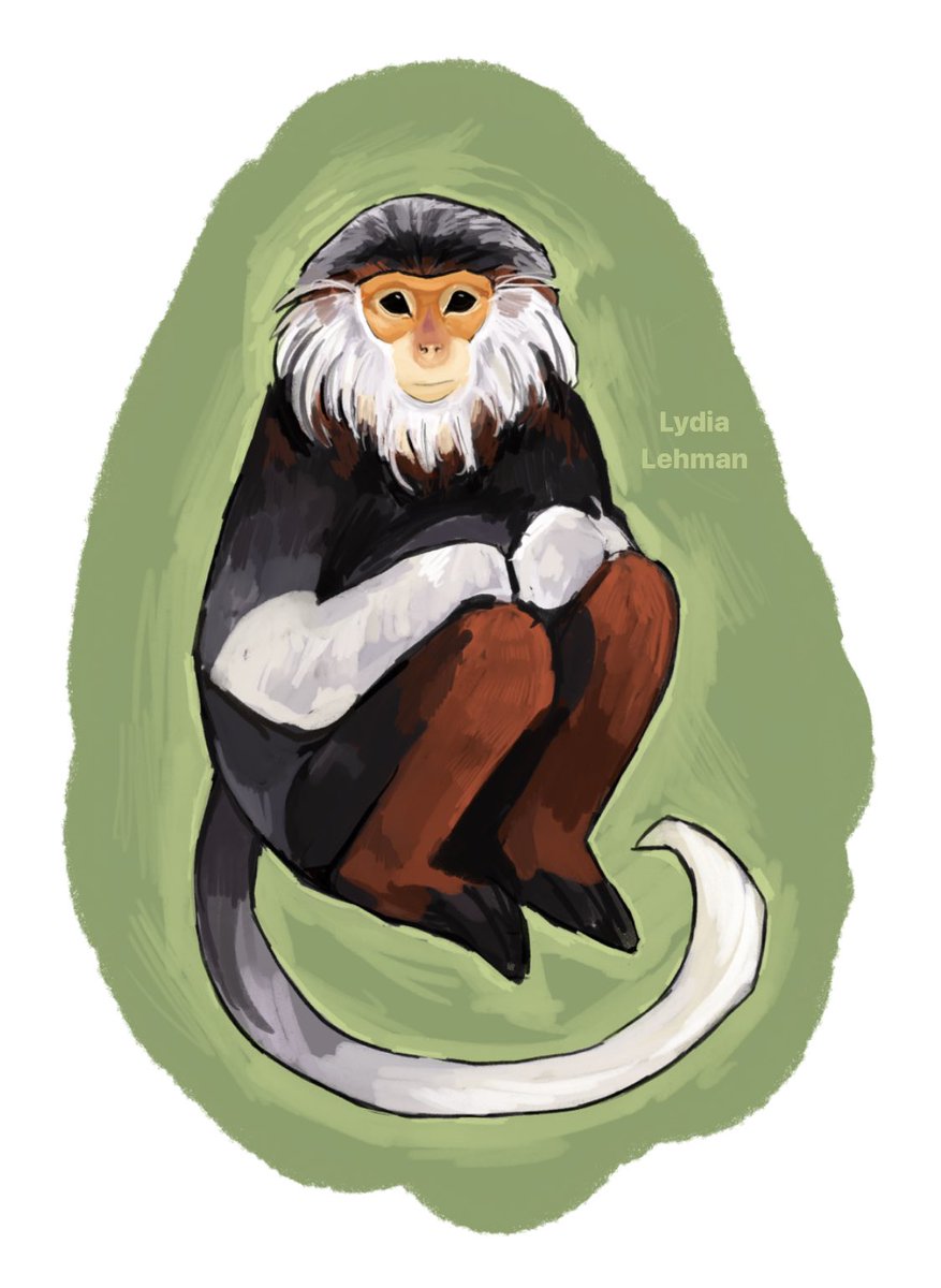 Finally drew a red-shanked douc langur, probably one of the prettiest mammals in the world but of course I’m biased 🤭