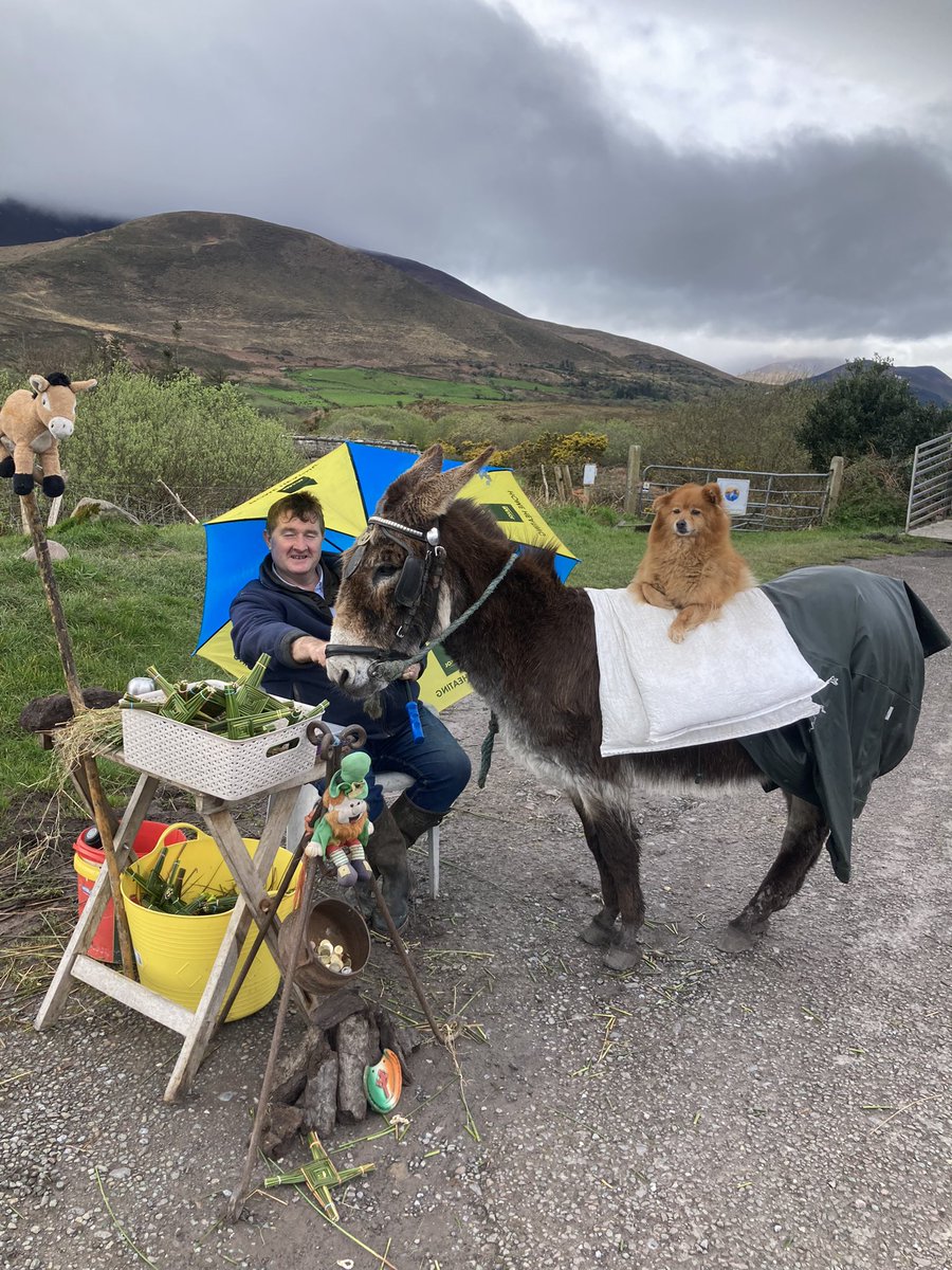 David Lynch is a big hit with bus loads of tourists as he poses for photos at his usual spot just on the Caherciveen Road just outside Killorglin. @kerryman_ie @irishtourism