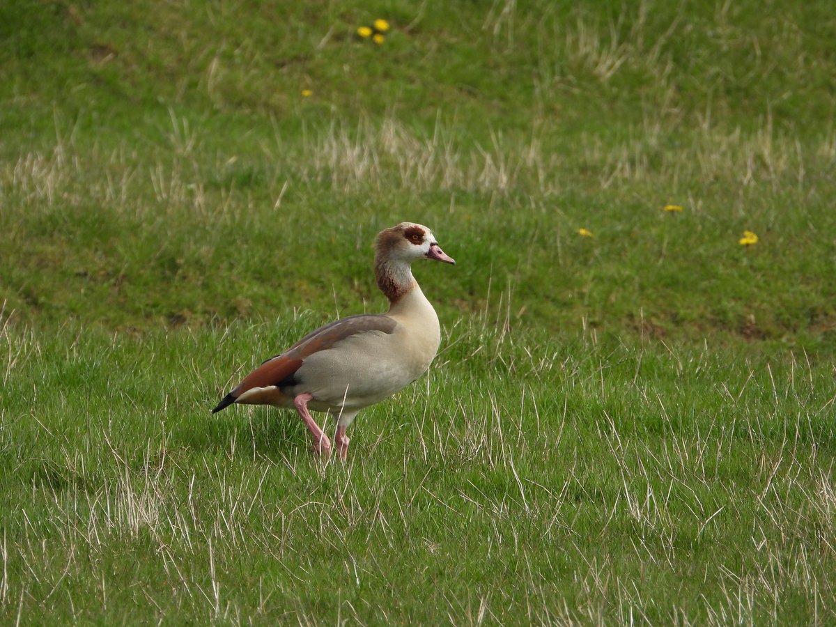 Andy Hill (@sheffandy) on Twitter photo Great White Egrets and Egyptian Goose today <a href="/spurnbirdobs/">Spurn Bird Observatory</a> Great White Egrets and Egyptian Goose today <a href="/spurnbirdobs/">Spurn Bird Observatory</a>