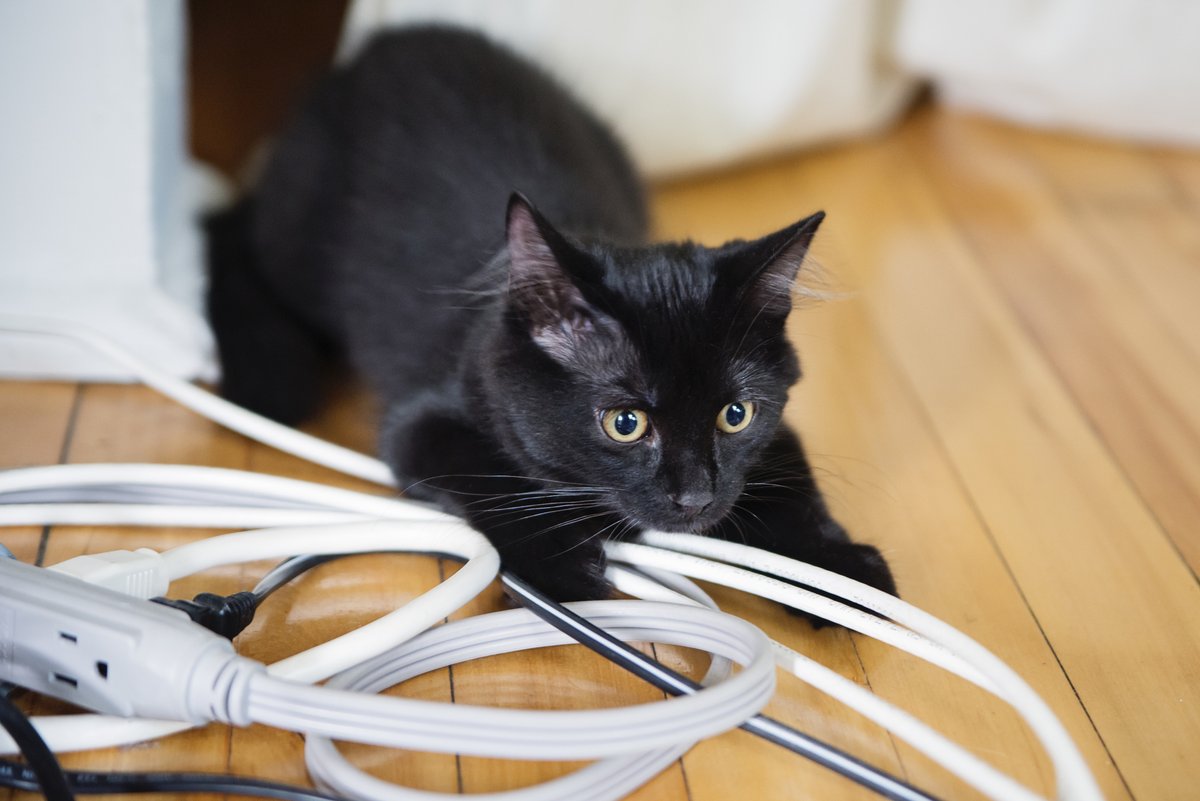 Chewed wires = Danger! Discover how to keep your pets safe from electrical hazards with our practical guide: hubs.li/Q02n4-Jn0