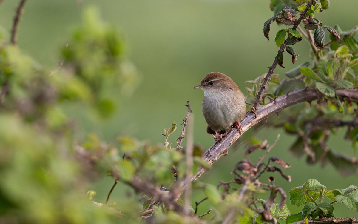 Cuteness overload with this little Cetti's Warbler. Usually so skulking it was great to enjoy full frontal views of one. @UKNikon