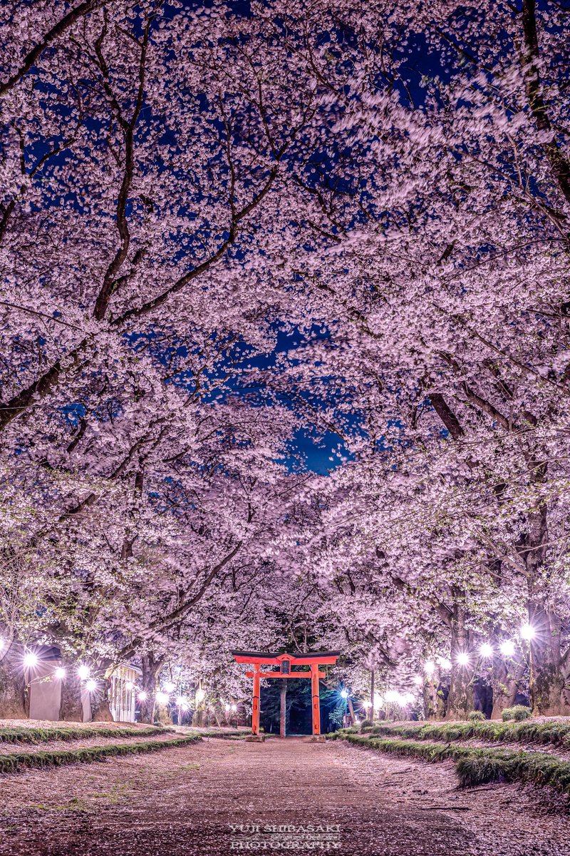 Cherry blossoms in Japan 🇯🇵