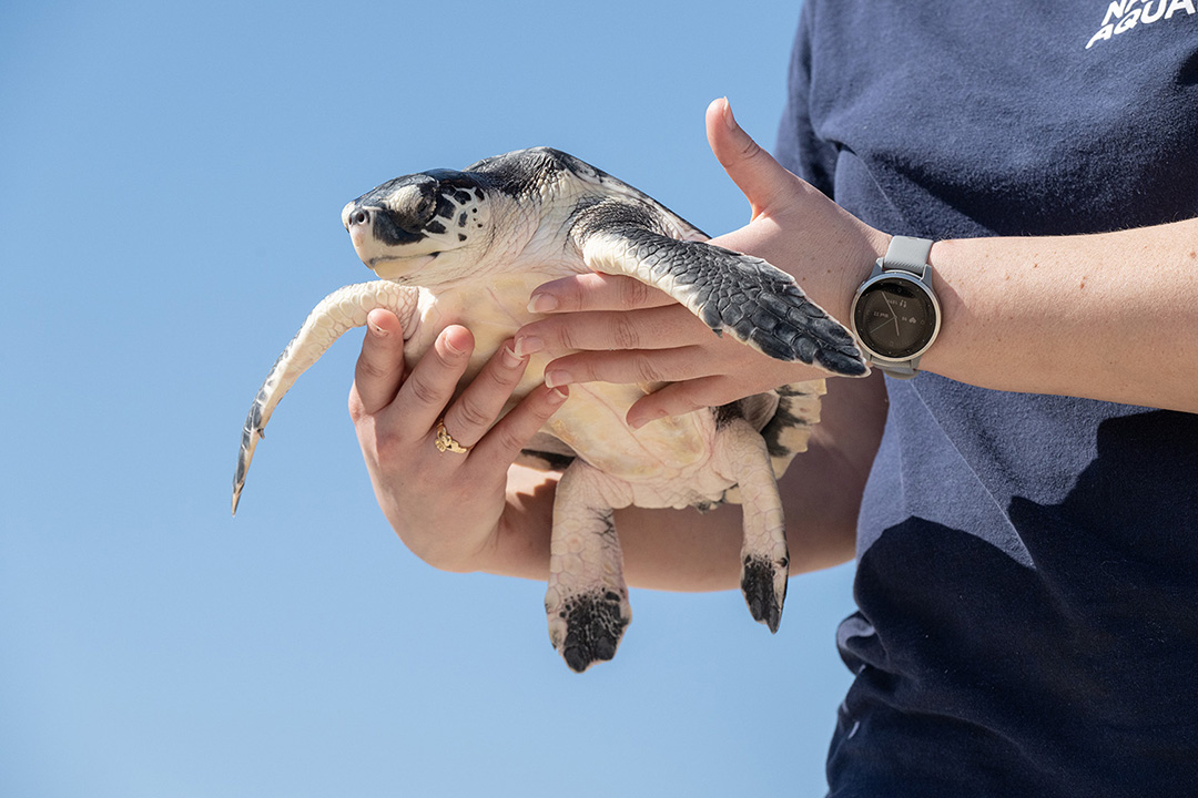 🌊 Today, AZA celebrates the House passage of the Sea Turtle Assistance and Rehabilitation Act, establishing a NOAA grant program supporting sea turtle rescue & rehab. This legislation fills a crucial gap in federal support for marine conservation. Next stop: the Senate! 🏛️