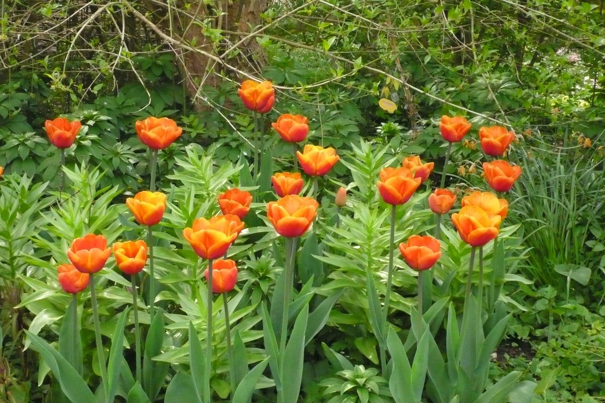 Tulip Brown Sugar, this must be one of my favourites
#Tulips #BrownFlowers #SpringGarden #OpenGarden #PlantNursery #GardenJoy #HeartofYorkshire #VisitYork
#