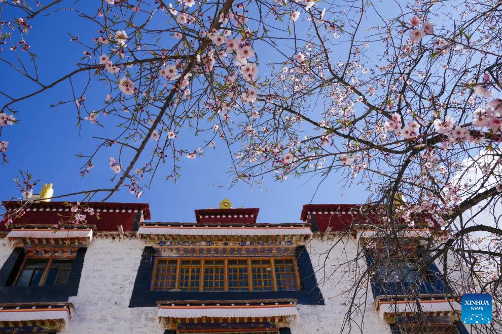 View of blooming flowers in China's Xizang