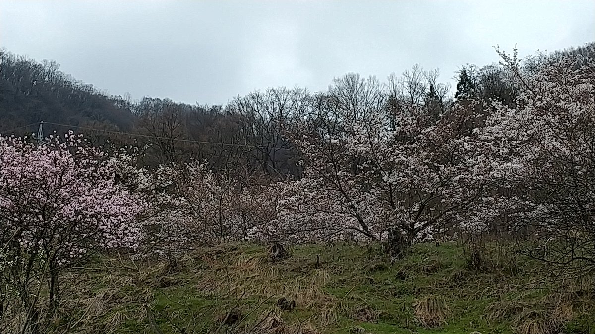 mihyat's tweet photo. 4/12(金)
今朝の光城山の様子
山の下は8分咲き
山道は遠くから見ると色が確認できません https://t.co/A5kkY26b2H