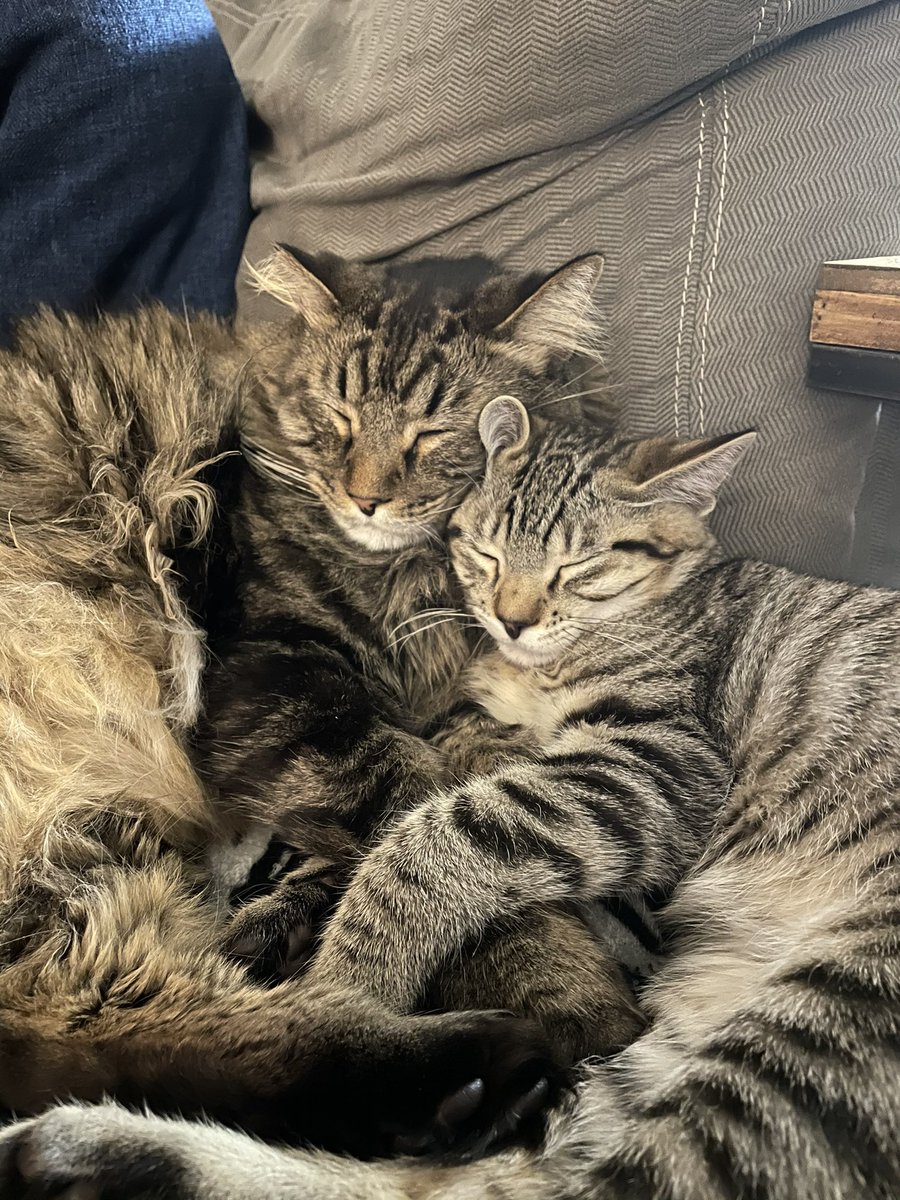 Happy #NationalPetDay! Caught my two furballs snuggled up together for a nap. 🐱💤 There's nothing sweeter than seeing them cozy and content. How are you celebrating with your furry friends today? Share your adorable moments! #CatNap #FelineFriends