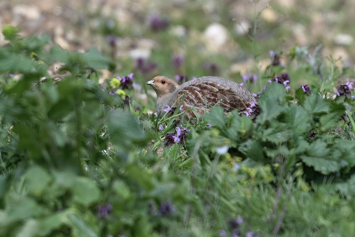 Grey Partridge at Stanborough GPs this afternoon #hertsbirds