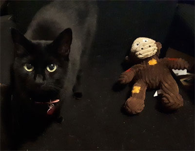 #TBT When Miley got her two Monkeys together. #ThrowbackThursday #cats #CatsOfTwitter #CatsOfX #BlackCats #PanfurSquad #Monkeys #CuriousGeorge