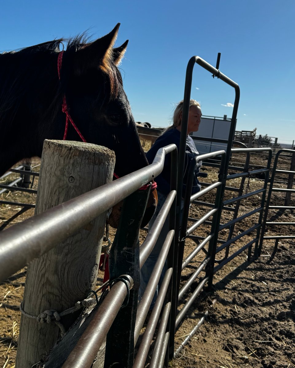 FemaleRancher's tweet photo. π΄ Let's saddle up and catch a pony for some horse lessons! With the weather on our side, it's the perfect time to brush up on our skills and learn something new. π Who's ready to ride? Share your excitement! #horse #horselessons π https://t.co/35qnk9oEfh https://t.co/7evQBHLVq0