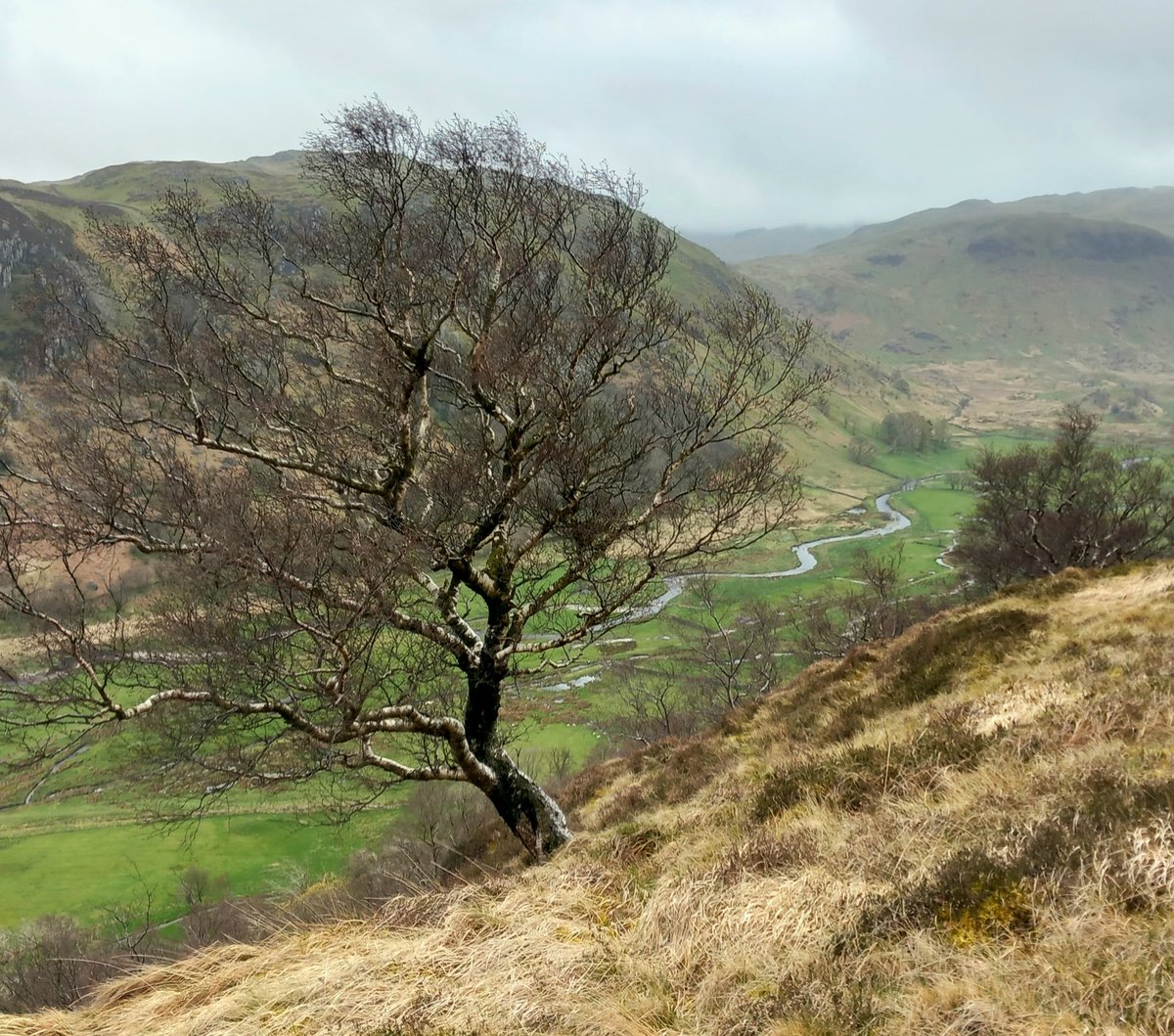 Away from the nursery today for some final tree planting, high up above the Swindale wiggles. A rare day without driving rain and the briefest glimpse of a beautiful fox, its tail disappearing over the brow of the hill.