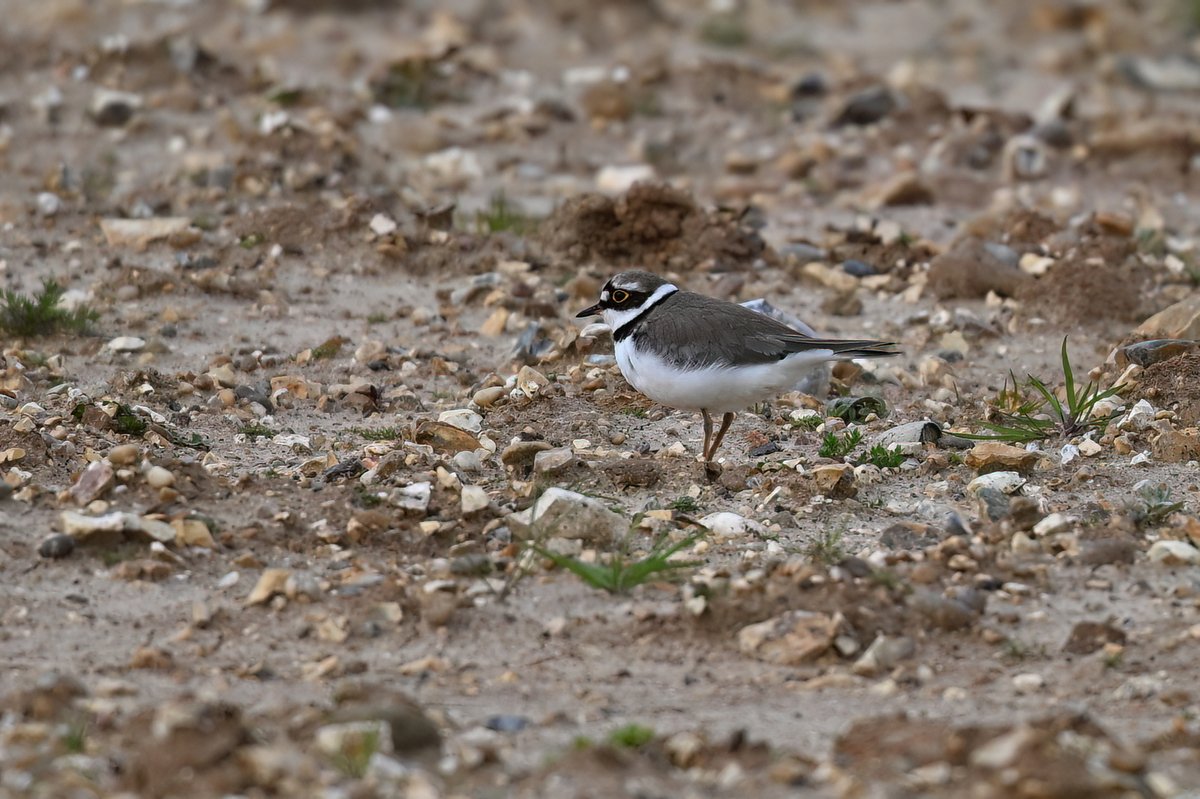 c6 Little Ringed Plover at Stanborough GPs this afternoon #hertsbirds