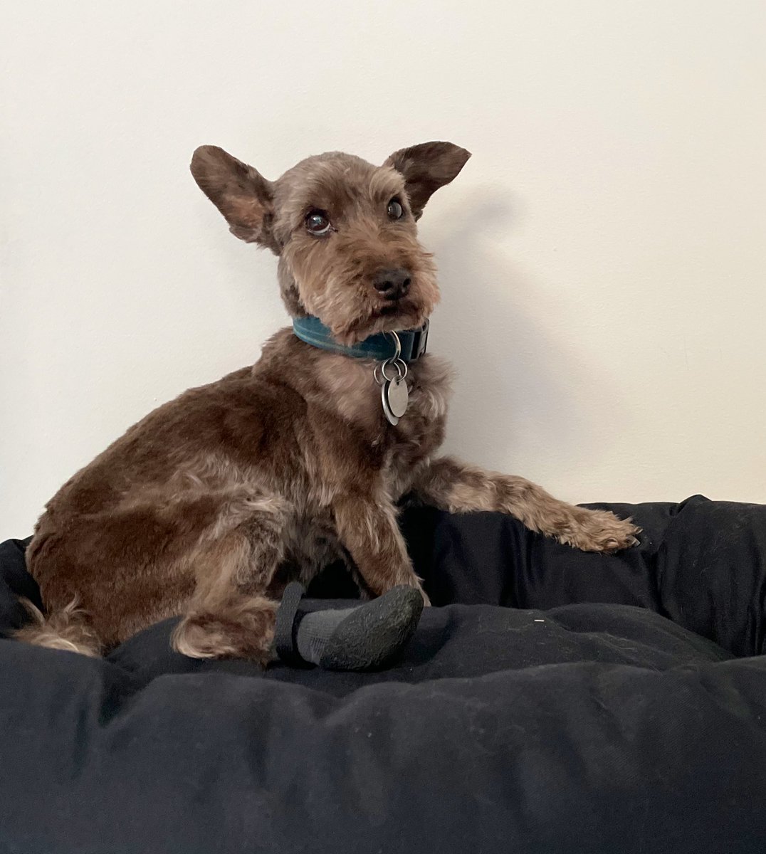 Just hanging around not acting suspicious at all, nope everything’s just totally normal here! #schnauzergang