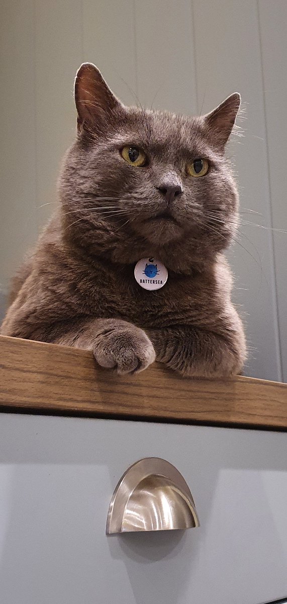 To mark #NationalPetDay, here is a picture of our @Battersea_ rescue cat Blue! #NationalPetDay2024 🐈