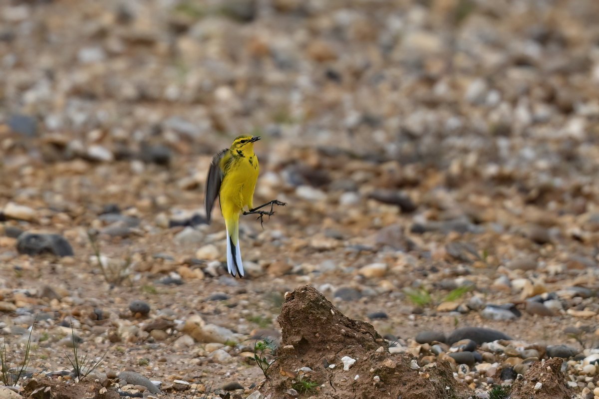 leaping Yellow Wagtail at Stanborough GPs this afternoon #hertsbirds