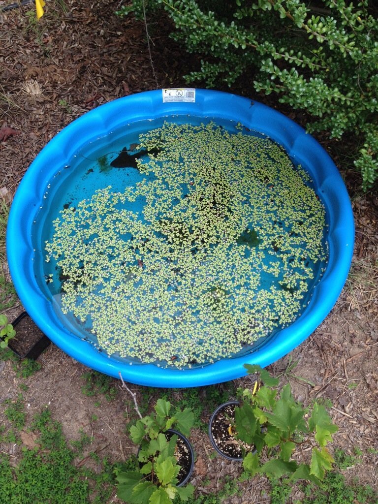 Going to mess around and put a cheap kiddie pool in the chicken run to try and grow some duckweed for the hens to snack on this summer. I just need a simple way to keep the hens from eating it all. Any thoughts?