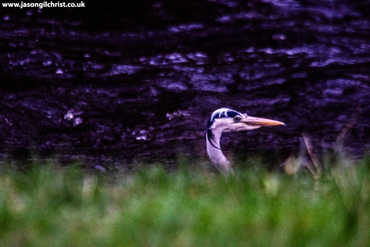 Goodnight. Grey heron. Ardea cinerea. Water of Leith. Colinton Dell. Edinburgh. Scotland. #GreyHeron #Ardeacinerea #heron #BirdPhotography #birdwatching #StormHour #ThePhotoHour #TwitterNatureCommunity #TwitterNaturePhotography #WaterOfLeith #ColintonDell #Edinburgh #Scotland