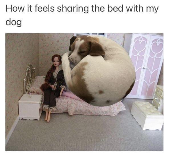 Have new related to something more #amykayillustrationdesign #bedhog #dogowner