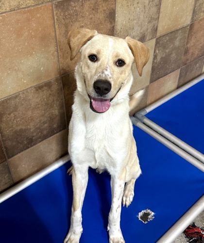 Frito is in the market for a new family !!!👨‍👩‍👦 He is easy to handle, and kid friendly! He knows sit and gets along with dogs of every age and size! Frito is a total snack 🍟 and would make the perfect addition to any home 🏡 #petsmart #fwacc #pets #hulen