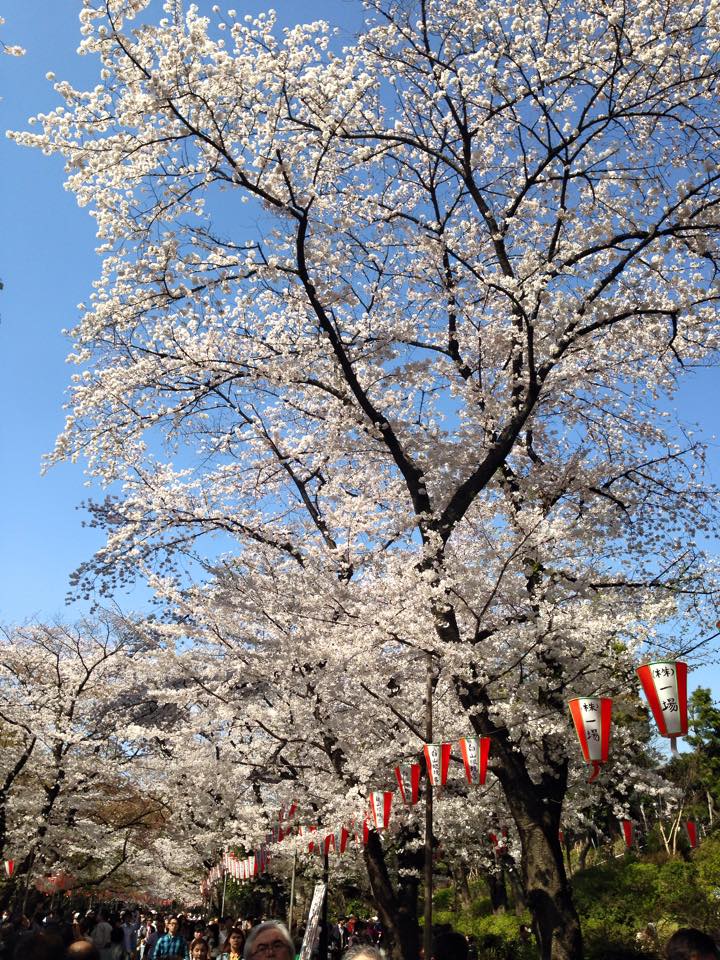 Baru-baru ini masuk musim bunga di Tokyo dan kawasan sekitarnya. 

Jenis bunga popular: Somei Yoshino.

1/-