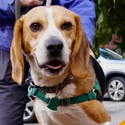 I have really good news.😍 I was one of 24 dogs who was just ADOPTED! Woo hoo! PS 26 cats just found homes, too...in case you care about those funny little felines. I'm not too big a fan. xxx Bieber the #beagle
