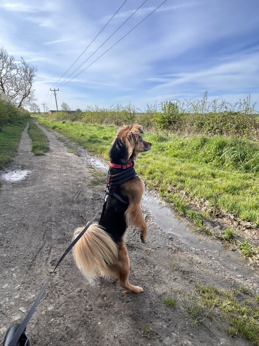 #NationalPetDay2024 Annie spotted a hare 🐇 😆