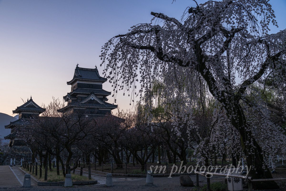 夜明けの松本城 火曜の朝でこれなので今日はもう満開かな？ #nikon #photography