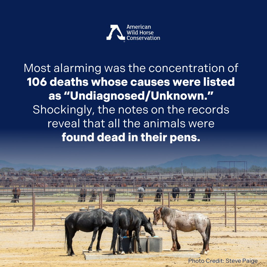 Records provided by the Bureau of Land Management (BLM) in response to an AWHC Freedom of Information Act (FOIA) request reveal that 267 wild horses died at Fallon (Indian Lakes) short term holding facility in 2023. #investigation #mortalityrate #FOIA