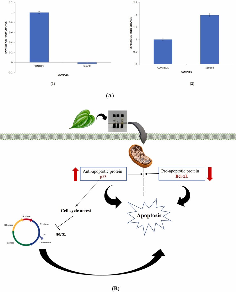 Ethyl alcohol extract of betel leaf (Piper betel) induced protective effects against human colorectal carcinoma cells: authors.elsevier.com/a/1ioNHAUp3caC…. Free access until 11/May/24. #Piperbetel #colorectalcarcinoma #PharmacolRes #NaturalProducts #Research #PharmaTwitter #MedTwitter