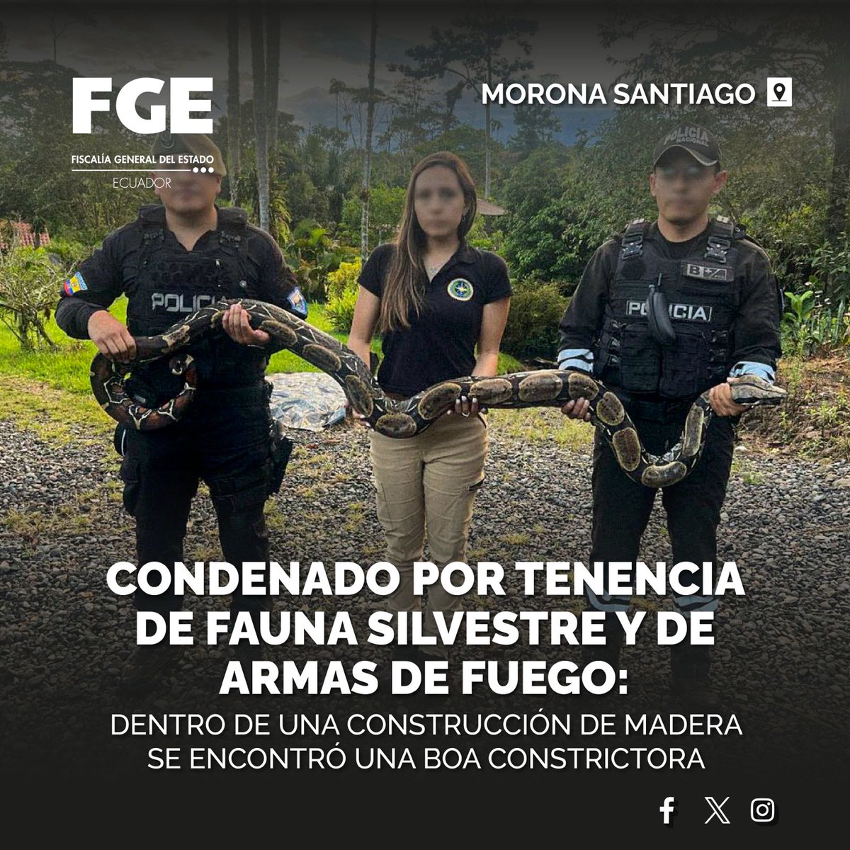 #ATENCIÓN | #MoronaSantiago: con base en las pruebas justificadas por #FiscalíaEc, procesado es sentenciado por #tenenciadefaunasilvestre y de #armasdefuego. Detalles ⬇️ 🌐 tinyurl.com/45rsywvw