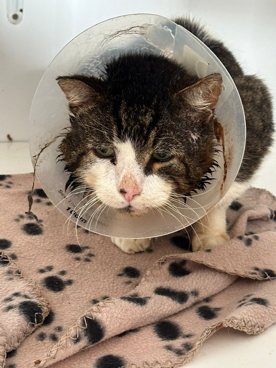 Meet Rocky 😿 He’s 13 years old and been living on the streets of Brackley for 10 years. We’ve treated his wounds and neutered him. He will need a dental. Despite being in a lot of pain he absolutely loves a fuss. To donate: bit.ly/3VoxwUa #catsofX #CatsOfTwitter