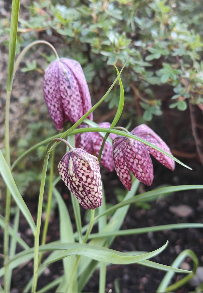 Today I made a wonderful discovery in our communal garden, a blooming lovely #SnakesHeadFritillary.