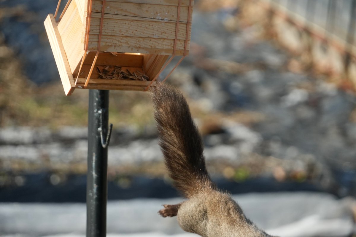 🧐『小鳥のエサ場の謎の「X」の正体は？』

🐿️犯人はエゾリスくんだった‼️
エゾリスくん、シジュウカラくんが大好物な
🌻ヒマワリのタネをどうやらせしめに来た。

'栗鼠'は、脱'兎'の如く去っていた！
これからもエゾリスくんが来襲するかもしれない。
嬉しいような、嬉しくないような....

#鶴居村