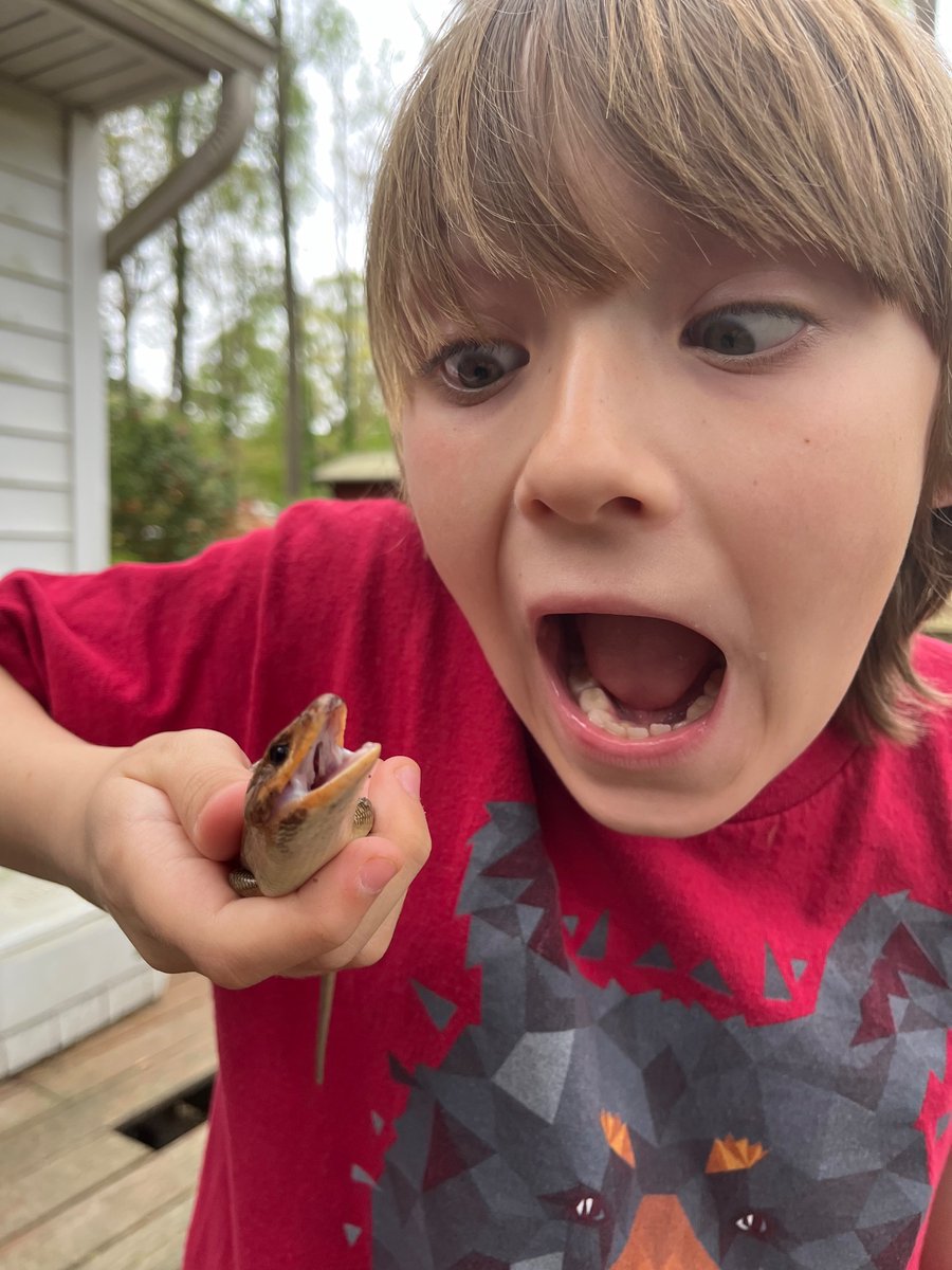 I turned my grill on and opened it to discover a broadhead skink trying to get away from the grill flames. I saved it in my boys were so excited! we set it free after taking these pictures