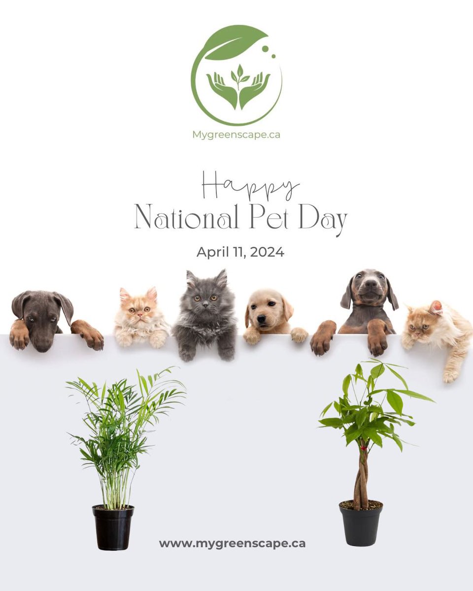 Mygreenscapeto's tweet photo. 🐾 Happy National Pet Day! 🐾
Celebrate your furry friends today and every day with pet-friendly plants that bring a touch of nature into your home while keeping your beloved companions safe. 🌿🐶🐱

#NationalPetDay #PetFriendlyPlants #GreenLiving #PlantParenthood #FurryFriends https://t.co/AiB8HK49U7