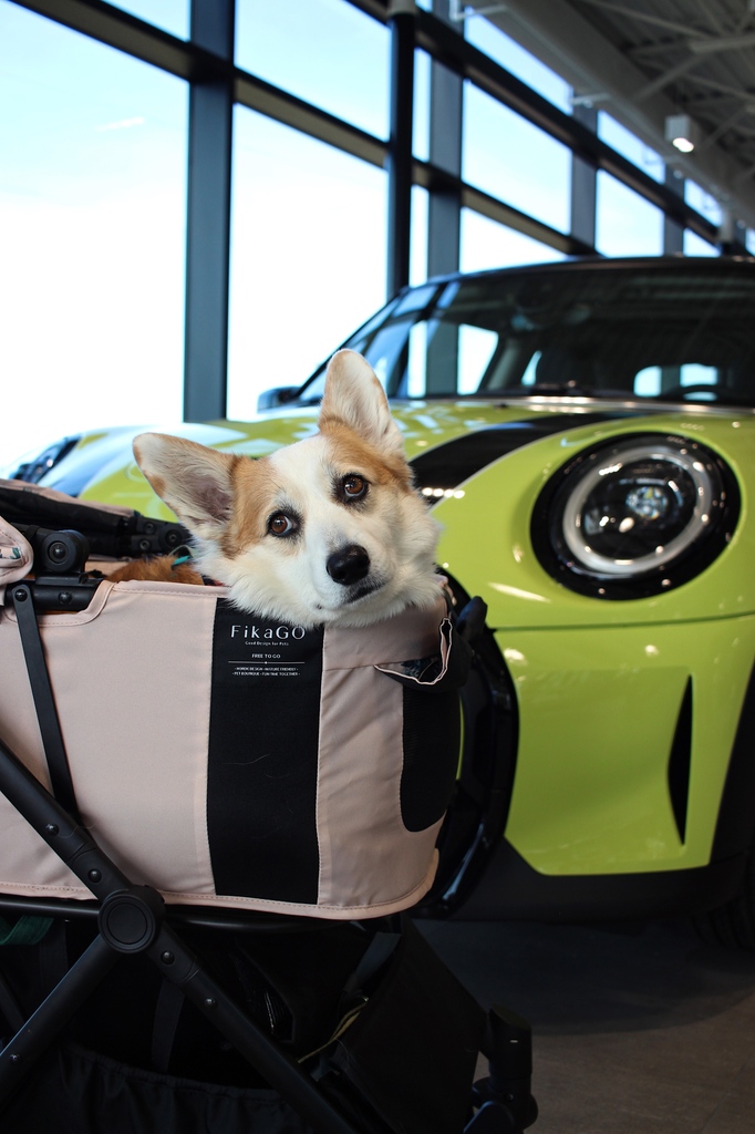Right now, for every purchase of a 2024 MINI, we’ll make a contribution to the BC SPCA to help shelter pups in need. So, if you’ve been itching to get your paws on a MINI, now’s the time to sniff one out!⁠ ⁠ #MINIRichmond #MINICooper #SPCA #AdoptDontShop⁠