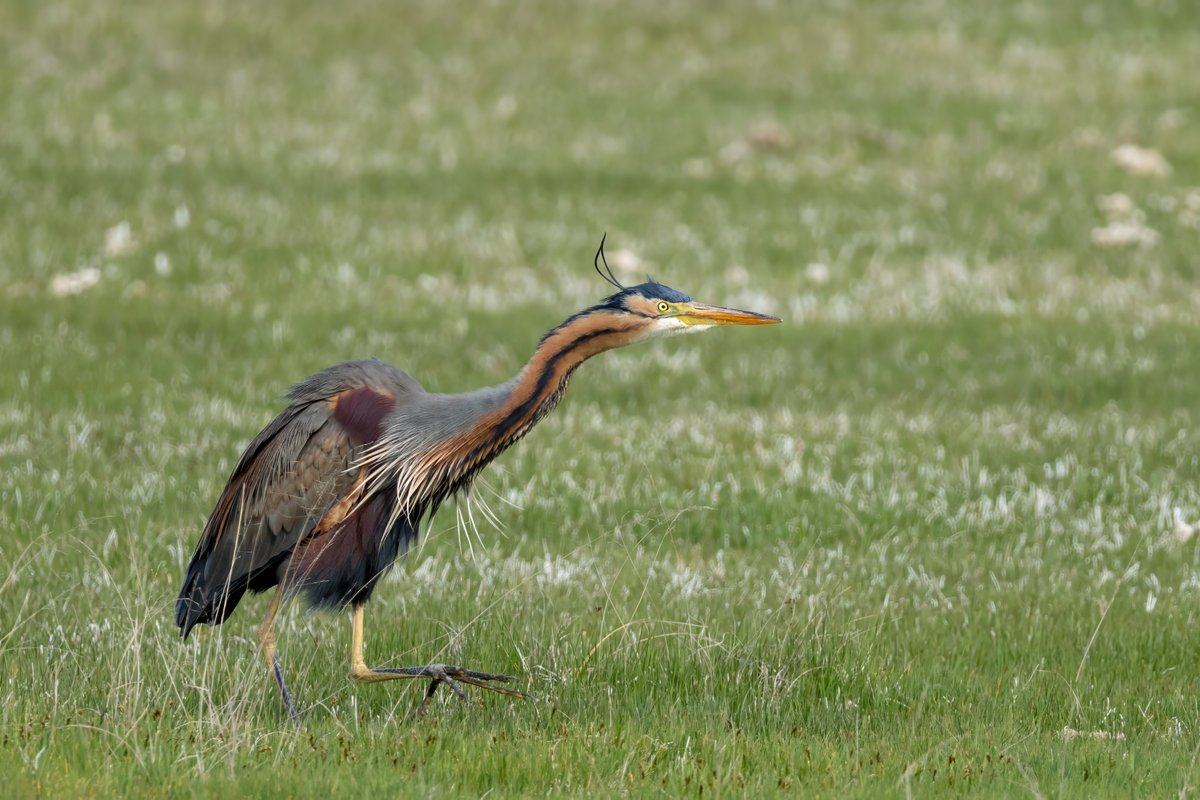 Erguvani Balıkçıl
Purple Heron
Ardea purpurea