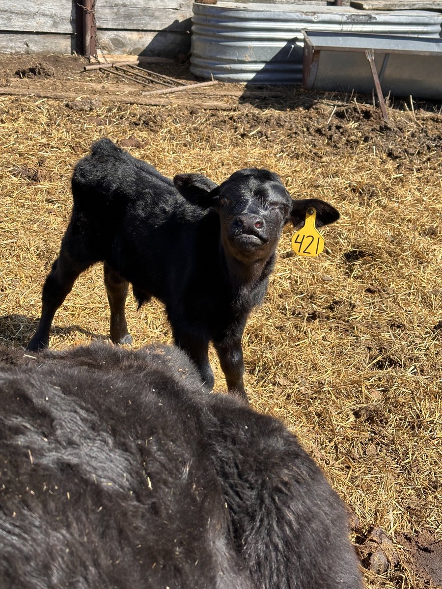 Oh, look at that attitude!🤣♥️🐮