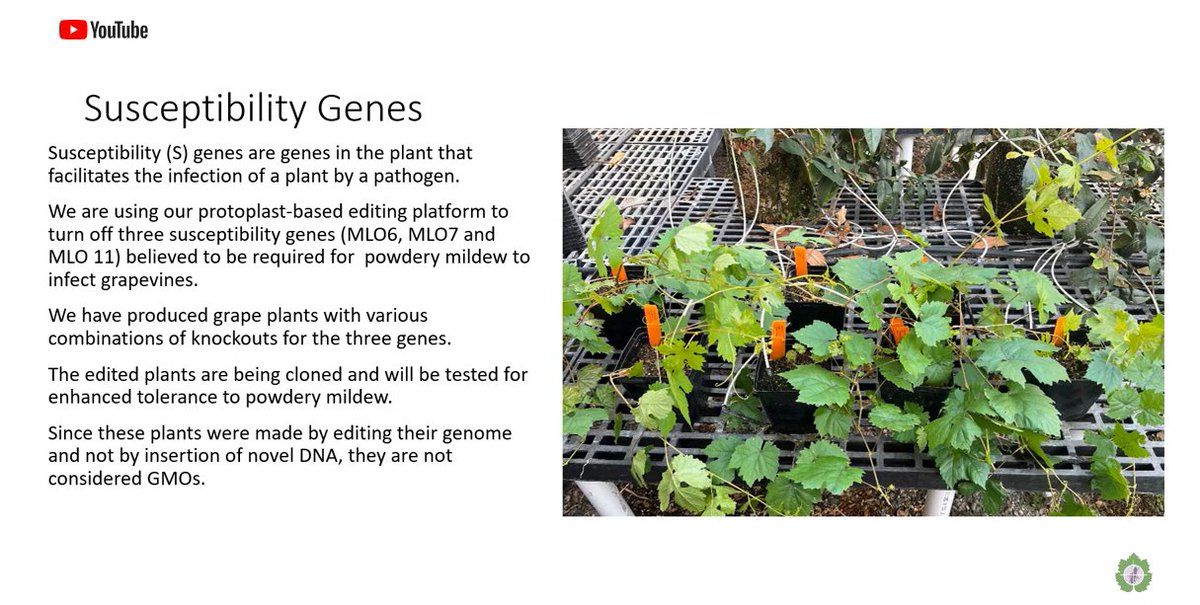 Tune in as @ucdavis' David Tricoli explains a new CRISPR-based method for non-transgenic gene editing for disease resistance. It enables edits in grapevine cells using enzymes delivered via guide RNA to target disease susceptibility genes. #graperesearch tinyurl.com/2axh9395