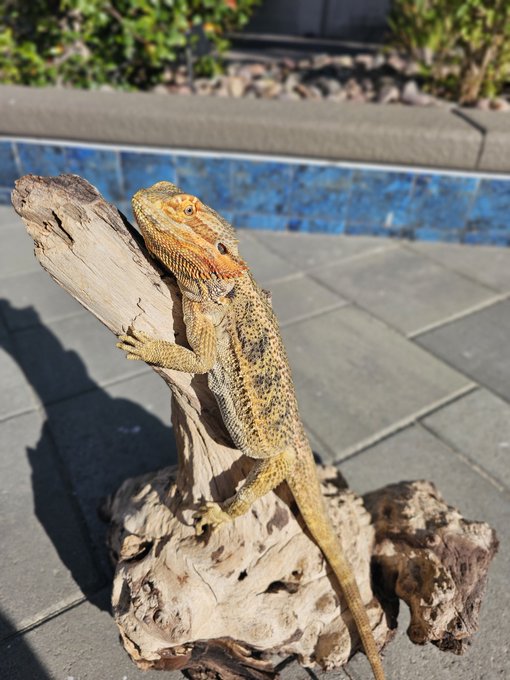 Hello from one of my babies ? https://t.co/RRwdnXtLYH