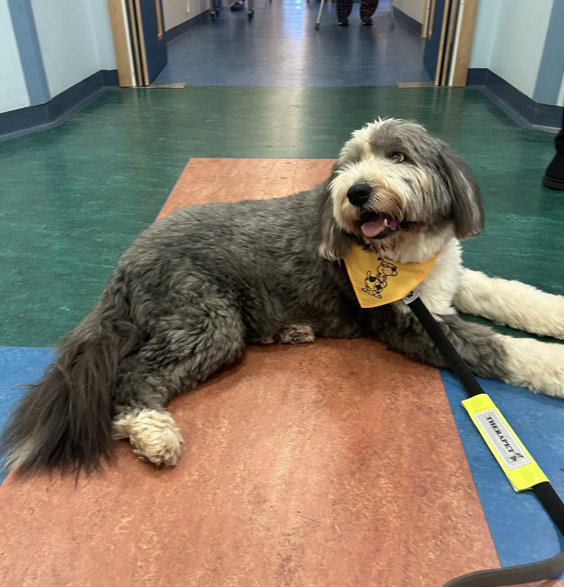 Lots of smiles in @204rie when Teddy the bearded collie came to visit us. We can’t wait to see you again 💙 @NHSLVolunteers @juliet_turk @CanineConcern @karenhendry50