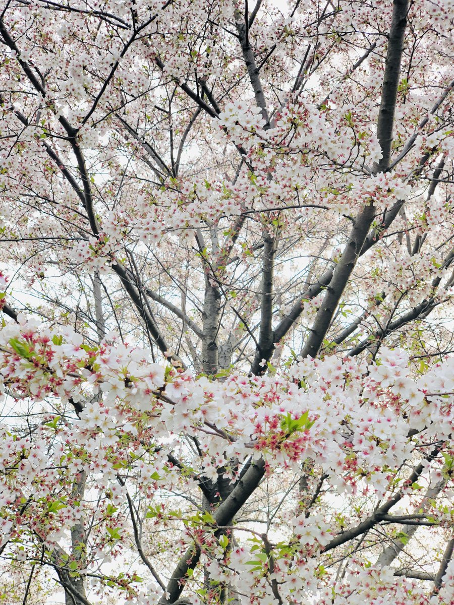 まだ頑張って咲いている🌸🌿