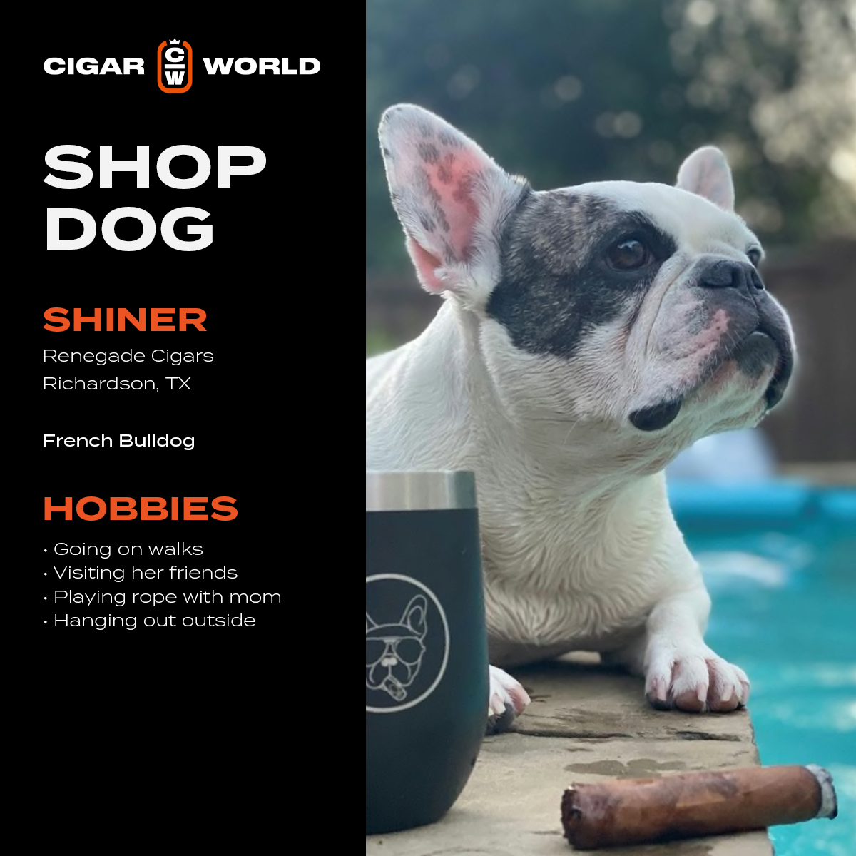 CigarWorld's tweet photo. Happy #NationalPetDay!
To celebrate, we’re highlighting these superb Shop Dogs from across the country!
#CigarWorld #NationalPetDay #ShopDogs #CigarShops #Dogs https://t.co/zaheHE8cRu