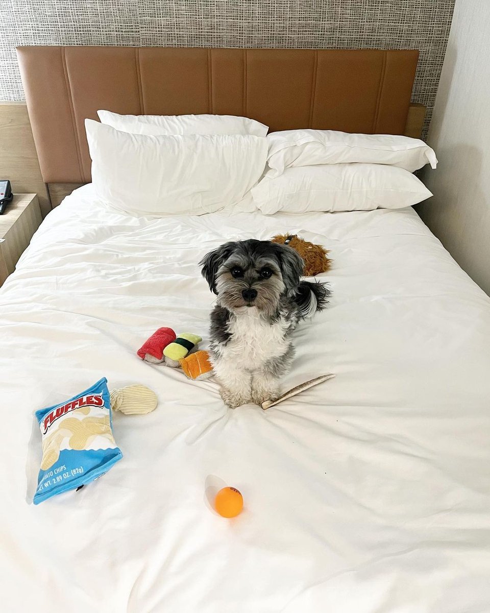 Happy #NationalPetDay! Did you know that the @SheratonParkway is a #petfriendly hotel? Plan your next getaway with the entire family at sheratonparkway.com. Photo credit @thelittletobiko